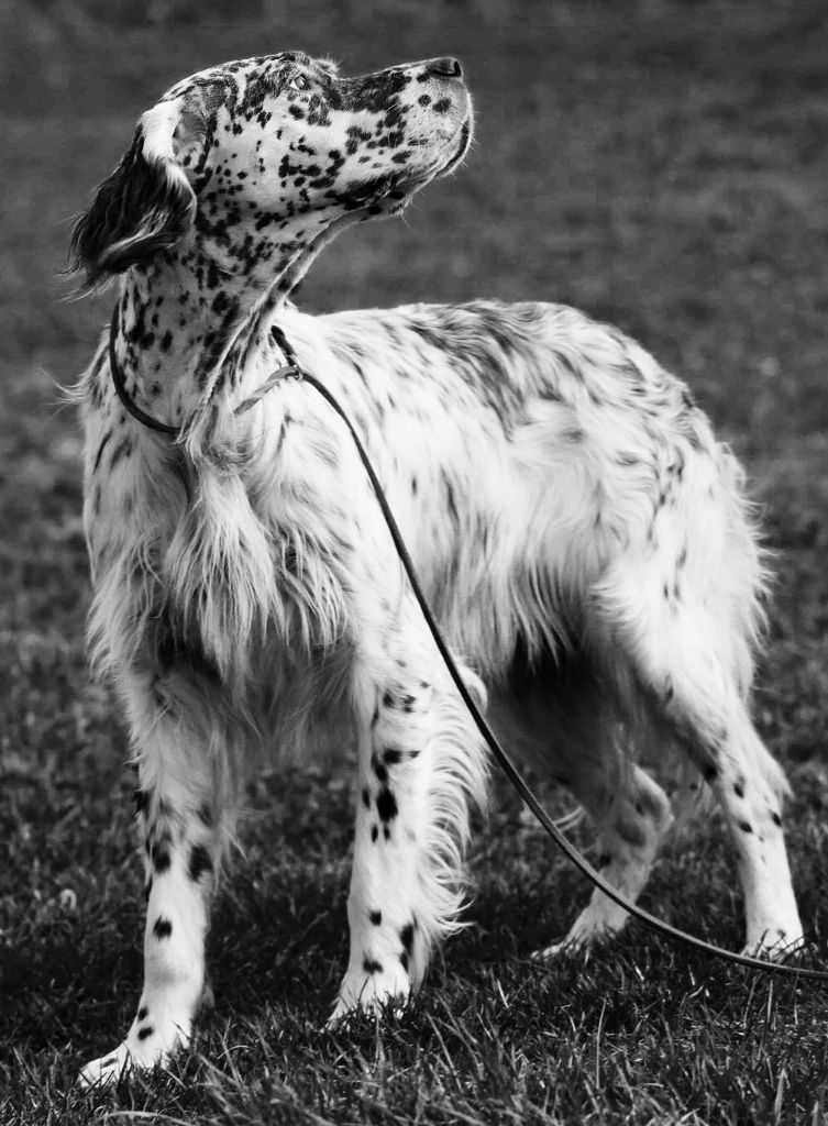Chiot Setter Anglais du Milobre de Bouisse