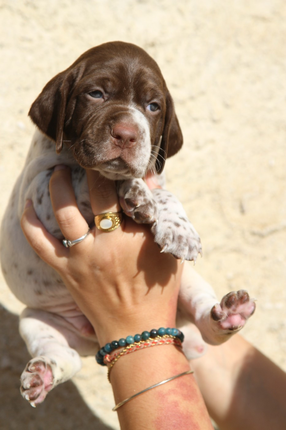 du Milobre de Bouisse - Chiots disponibles - Braque français, type Pyrenees (petite taille)