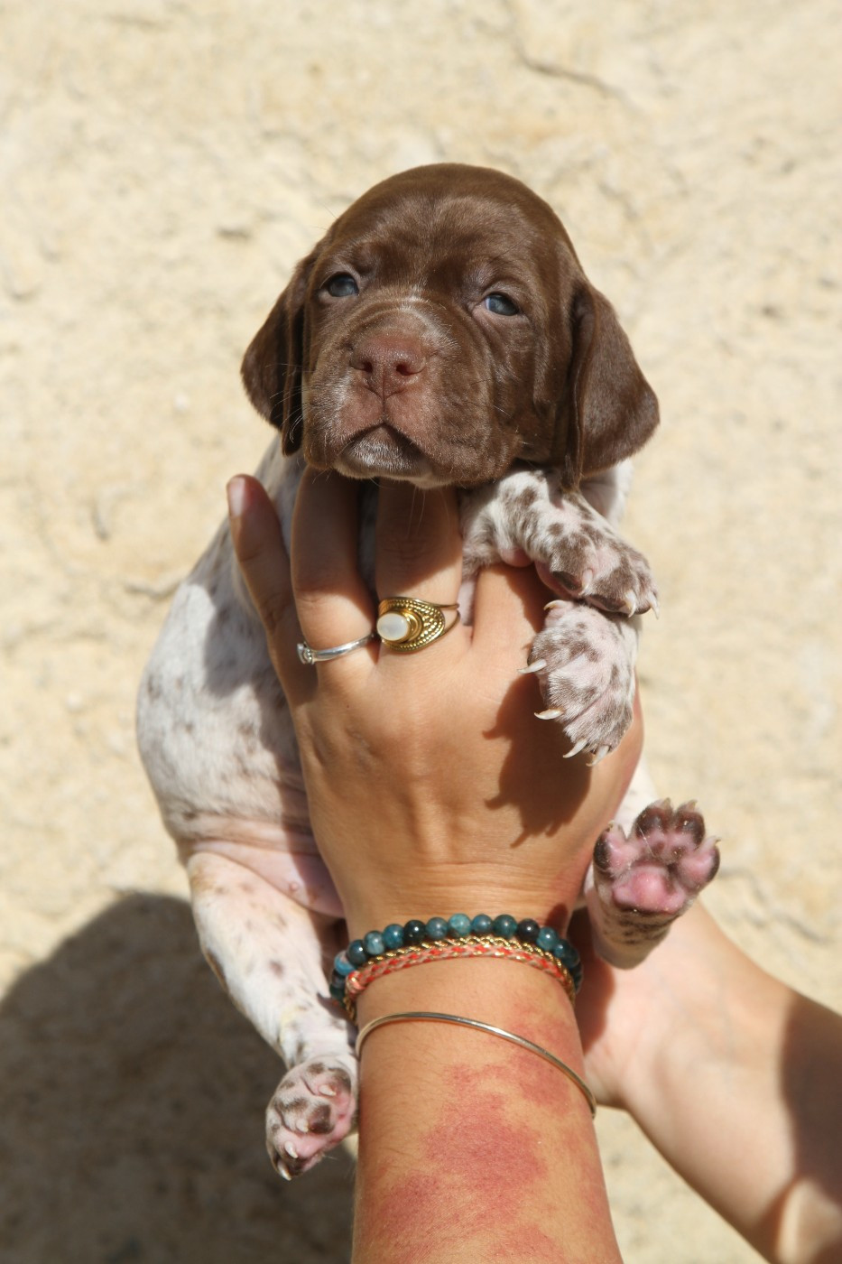 du Milobre de Bouisse - Chiots disponibles - Braque français, type Pyrenees (petite taille)