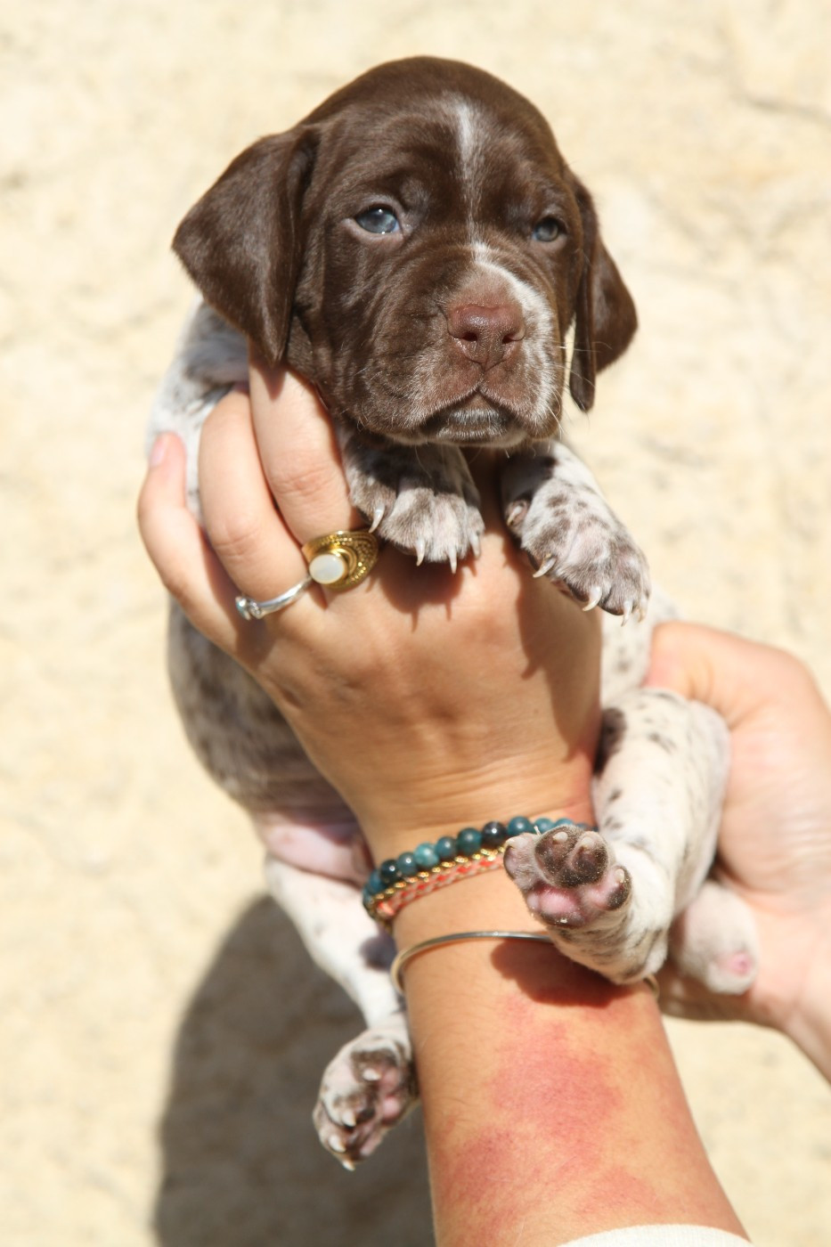 du Milobre de Bouisse - Chiots disponibles - Braque français, type Pyrenees (petite taille)