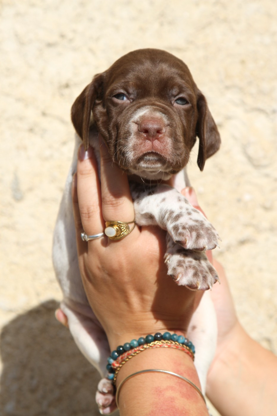 du Milobre de Bouisse - Chiots disponibles - Braque français, type Pyrenees (petite taille)