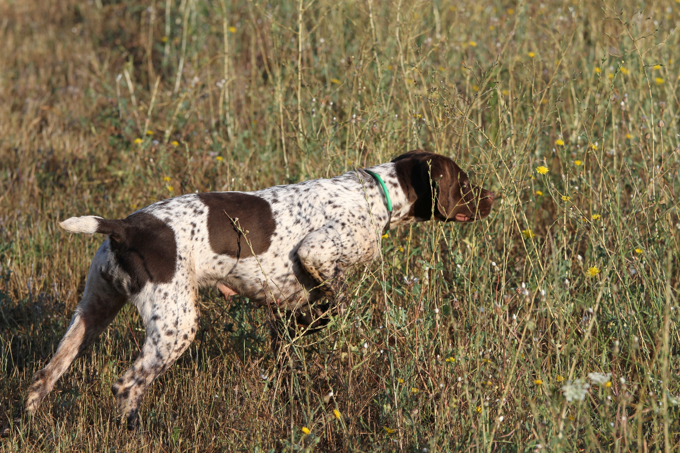 du Milobre de Bouisse - Braque français, type Pyrenees (petite taille) - Portée née le 16/11/2025