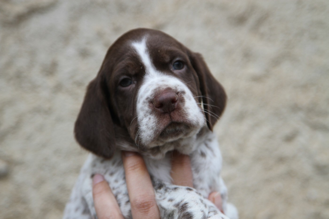du Milobre de Bouisse - Chiots disponibles - Braque français, type Pyrenees (petite taille)