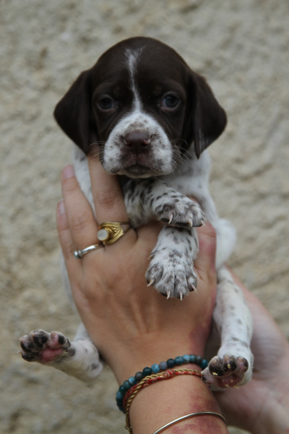 du Milobre de Bouisse - Chiots disponibles - Braque français, type Pyrenees (petite taille)