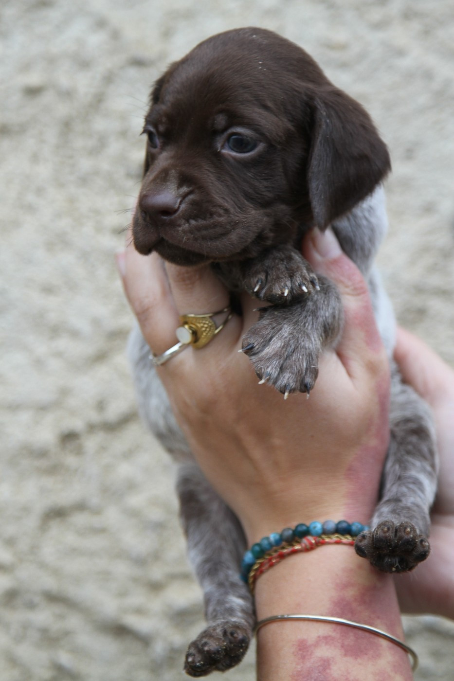 du Milobre de Bouisse - Chiots disponibles - Braque français, type Pyrenees (petite taille)
