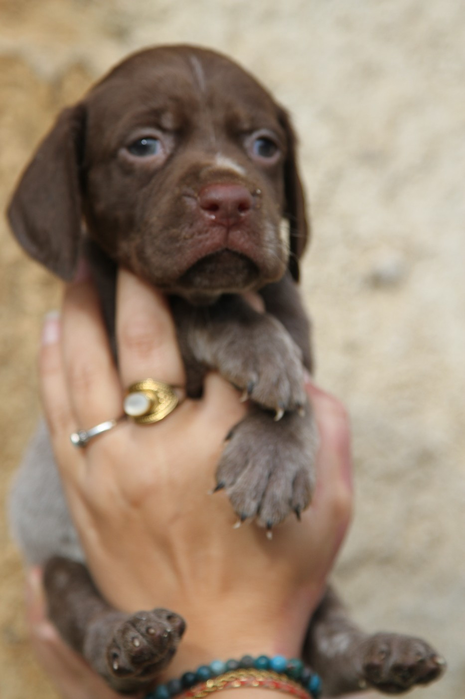 du Milobre de Bouisse - Chiots disponibles - Braque français, type Pyrenees (petite taille)