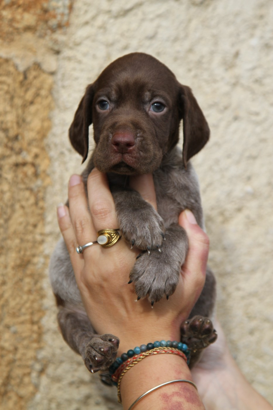 du Milobre de Bouisse - Chiots disponibles - Braque français, type Pyrenees (petite taille)
