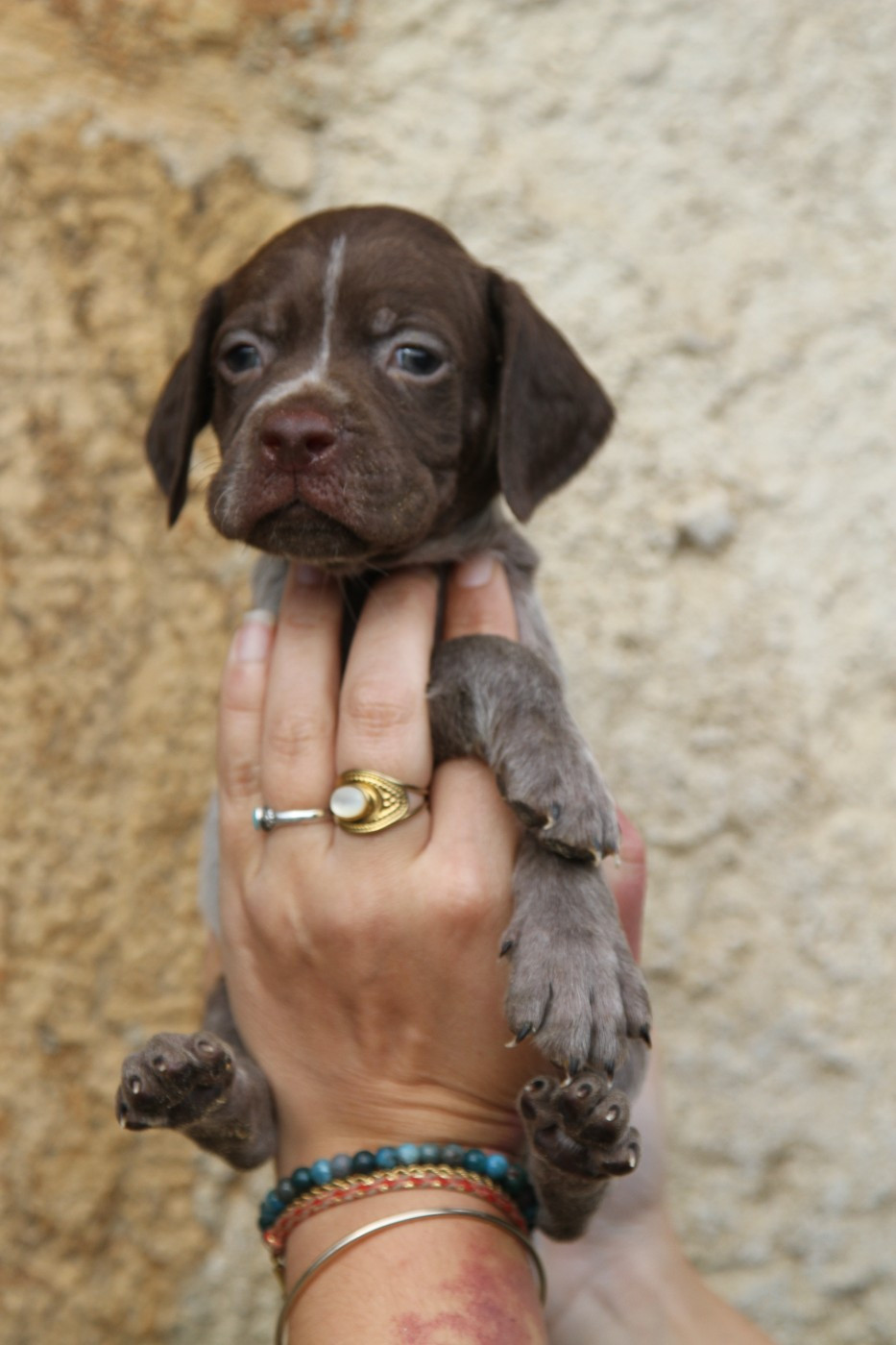 du Milobre de Bouisse - Chiots disponibles - Braque français, type Pyrenees (petite taille)