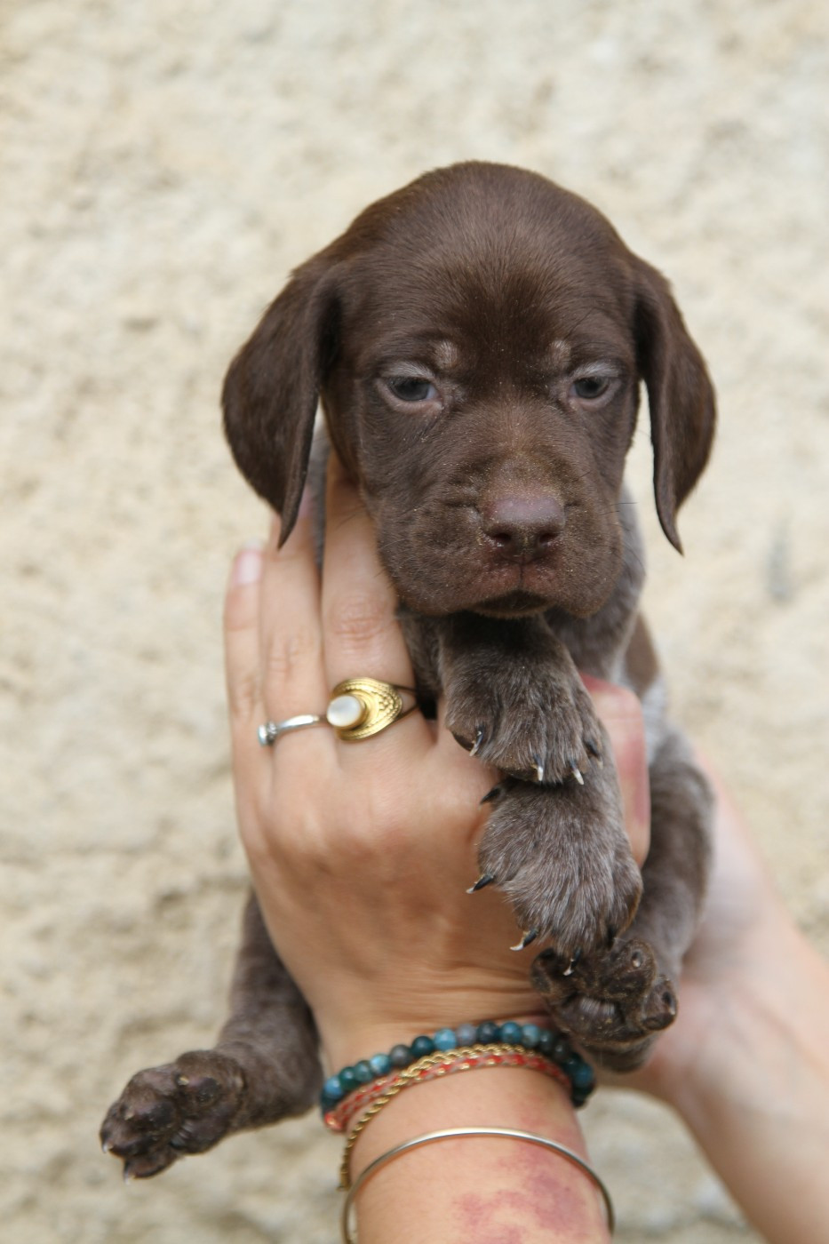 du Milobre de Bouisse - Chiots disponibles - Braque français, type Pyrenees (petite taille)