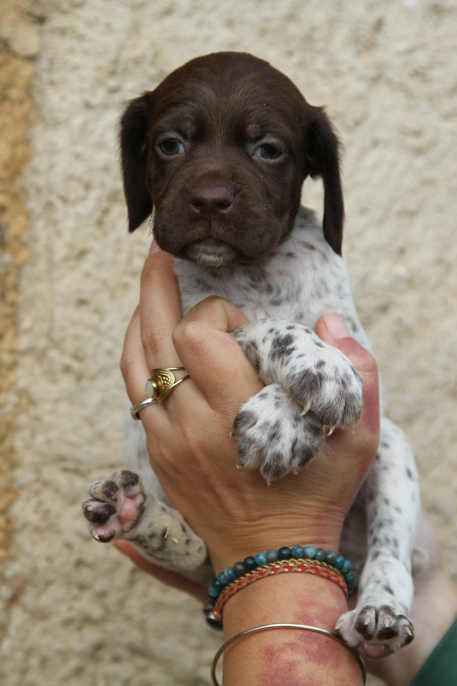 du Milobre de Bouisse - Chiots disponibles - Braque français, type Pyrenees (petite taille)