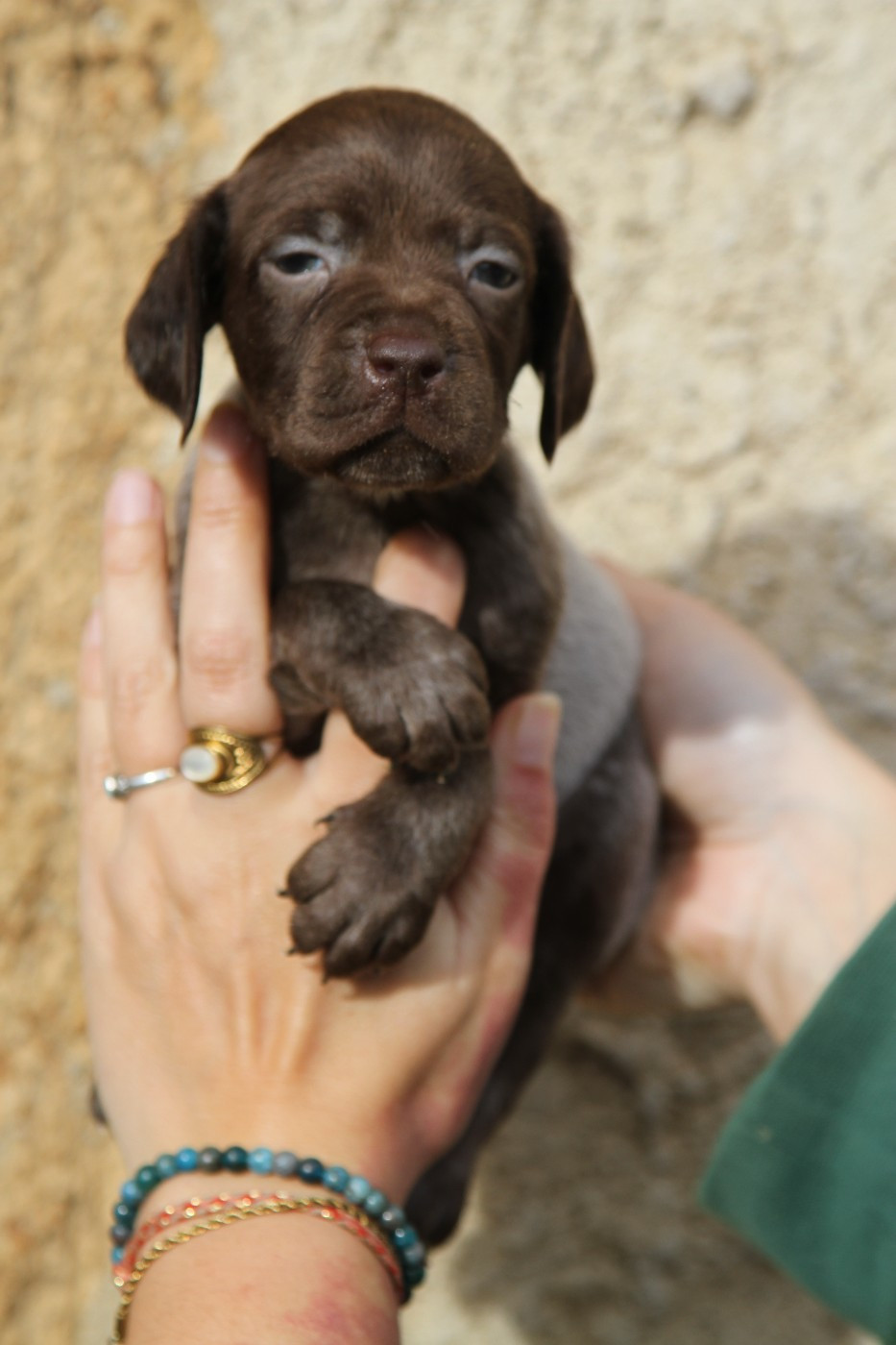 du Milobre de Bouisse - Chiots disponibles - Braque français, type Pyrenees (petite taille)