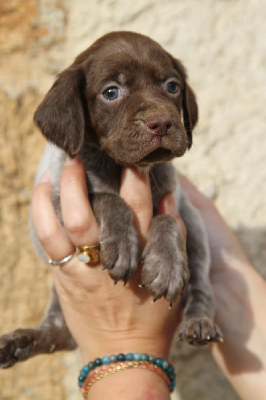 du Milobre de Bouisse - Chiots disponibles - Braque français, type Pyrenees (petite taille)