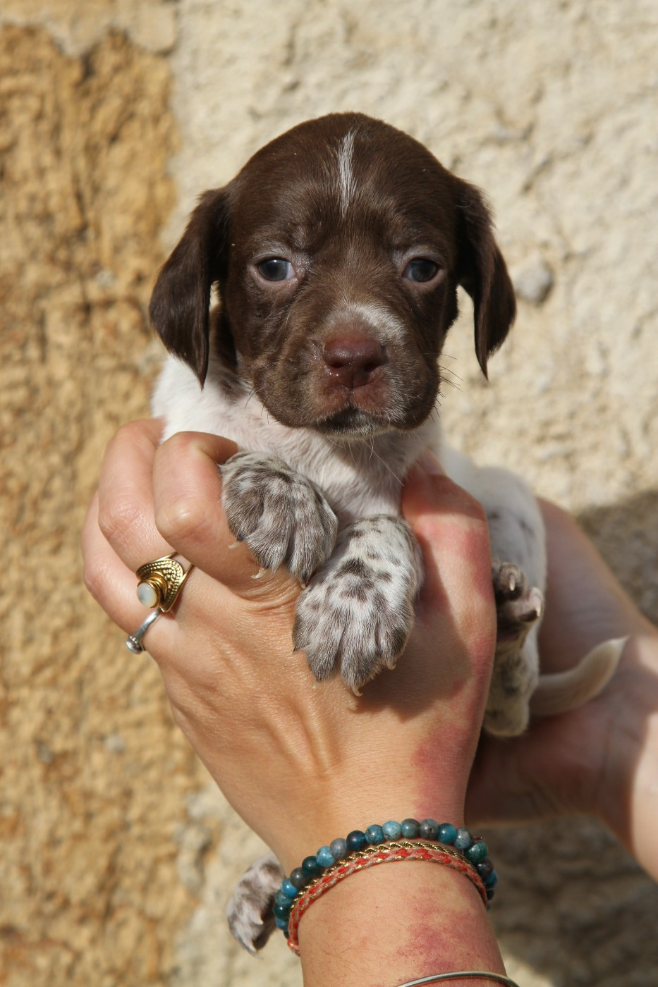 du Milobre de Bouisse - Chiots disponibles - Braque français, type Pyrenees (petite taille)
