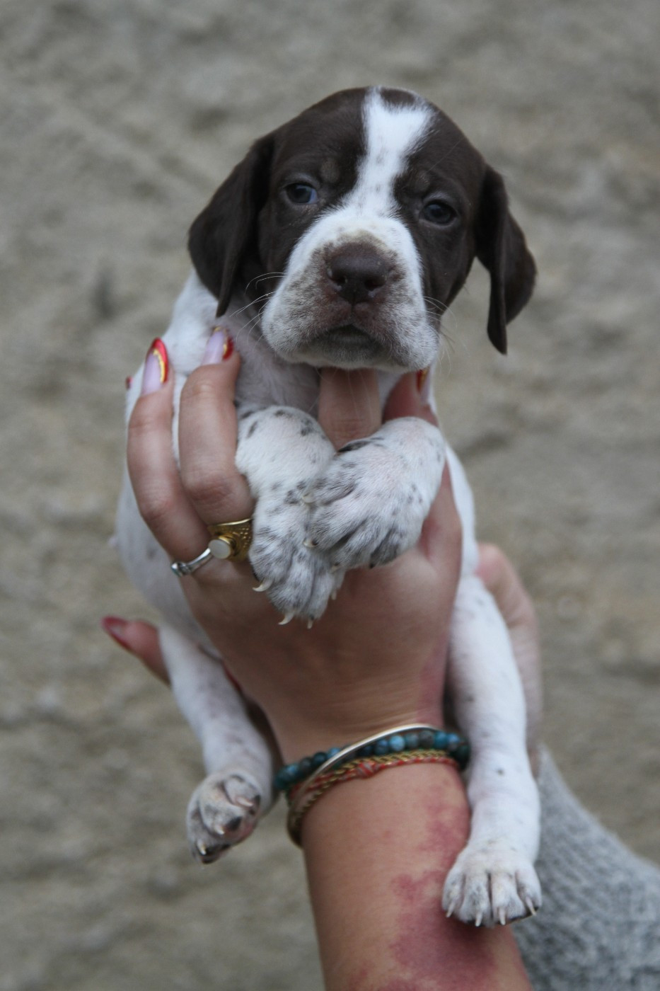 du Milobre de Bouisse - Chiots disponibles - Braque français, type Pyrenees (petite taille)