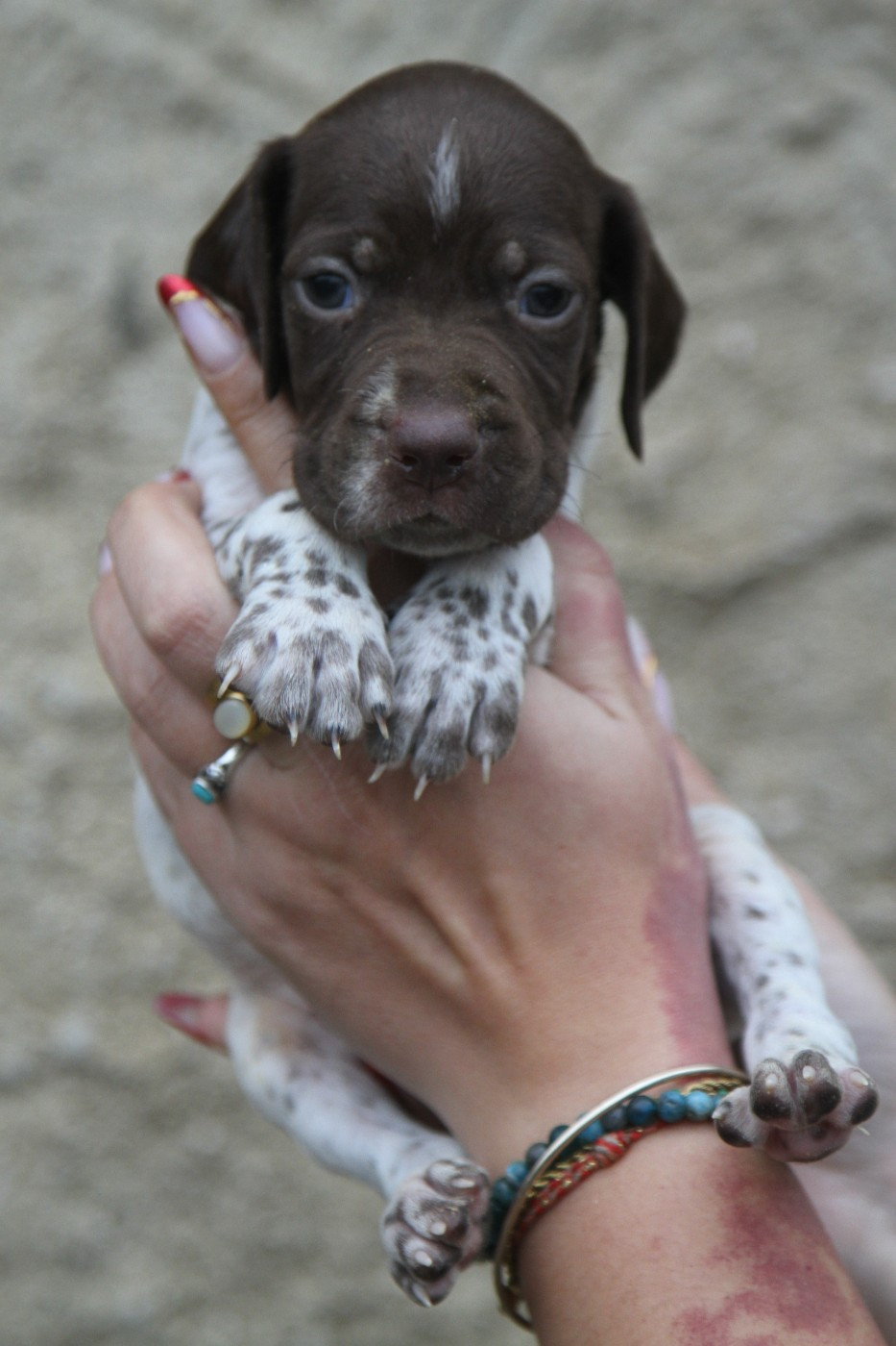 du Milobre de Bouisse - Chiots disponibles - Braque français, type Pyrenees (petite taille)