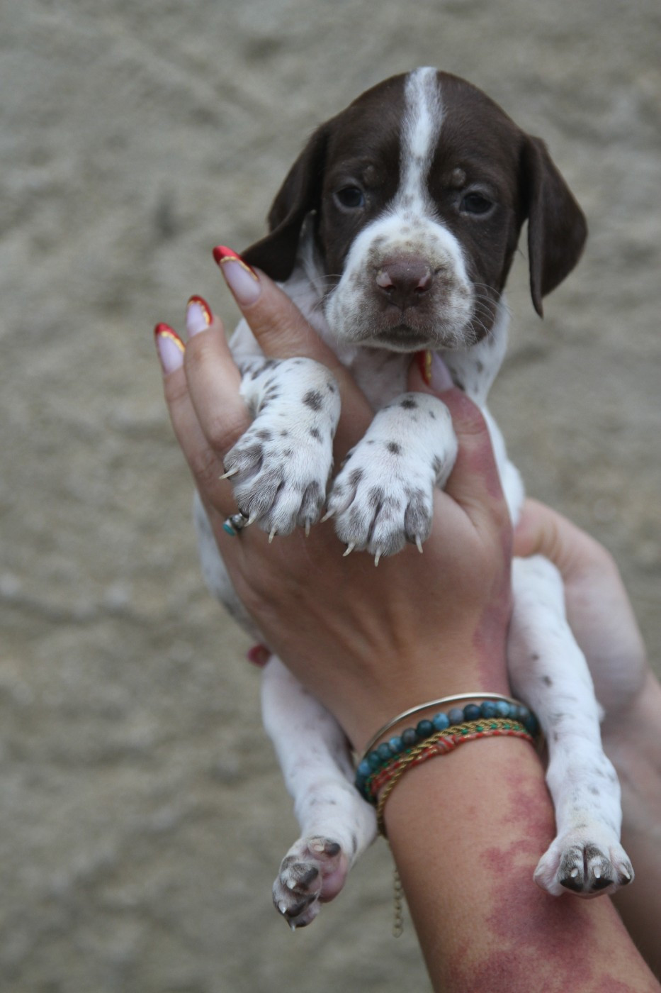 du Milobre de Bouisse - Chiots disponibles - Braque français, type Pyrenees (petite taille)