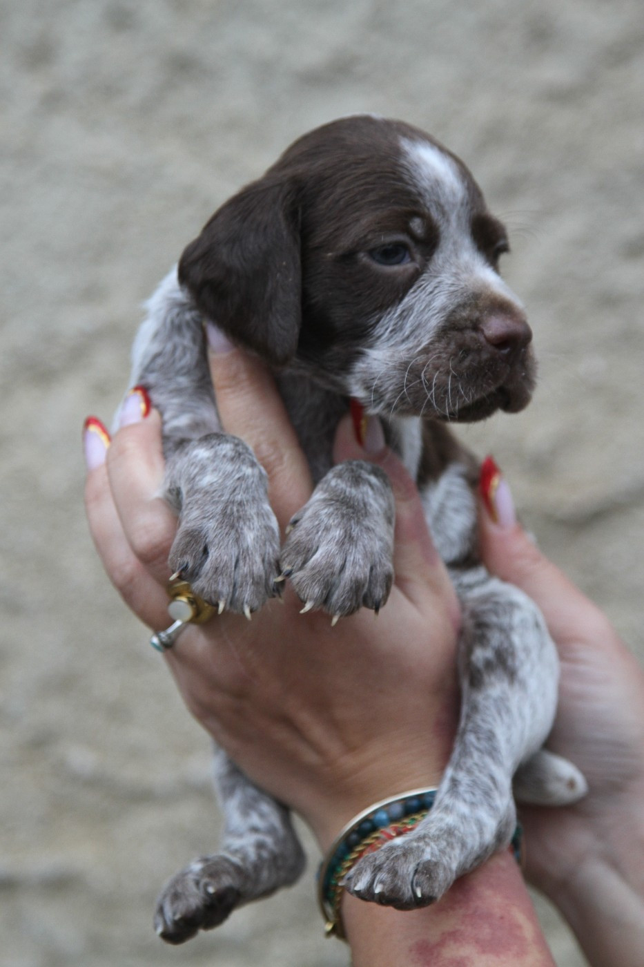 du Milobre de Bouisse - Chiots disponibles - Braque français, type Pyrenees (petite taille)