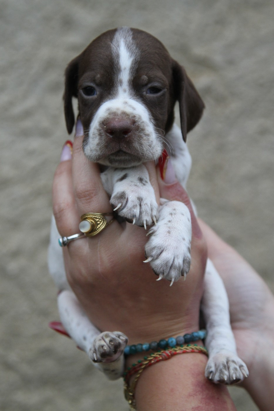 du Milobre de Bouisse - Chiots disponibles - Braque français, type Pyrenees (petite taille)