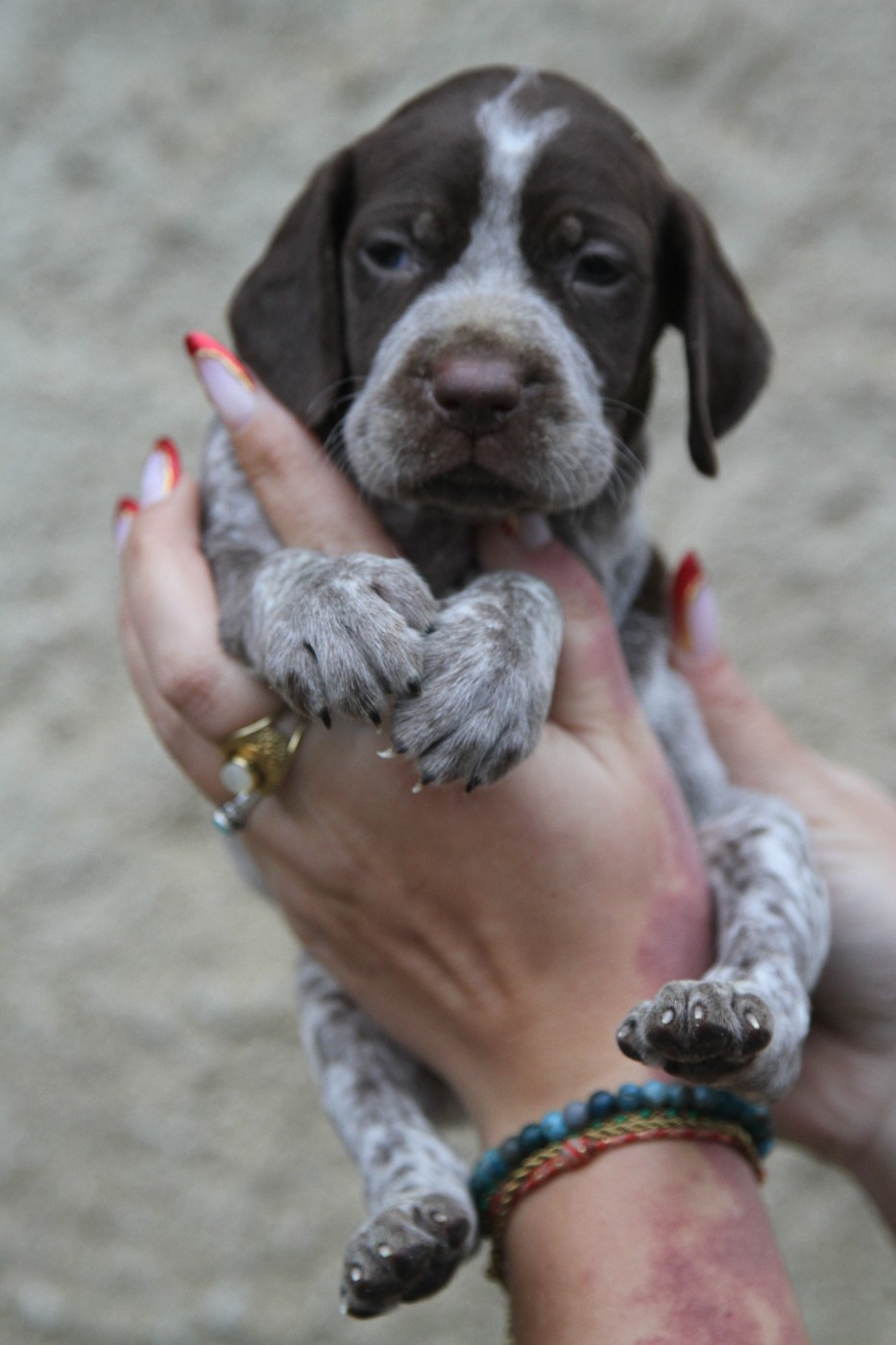 du Milobre de Bouisse - Chiots disponibles - Braque français, type Pyrenees (petite taille)