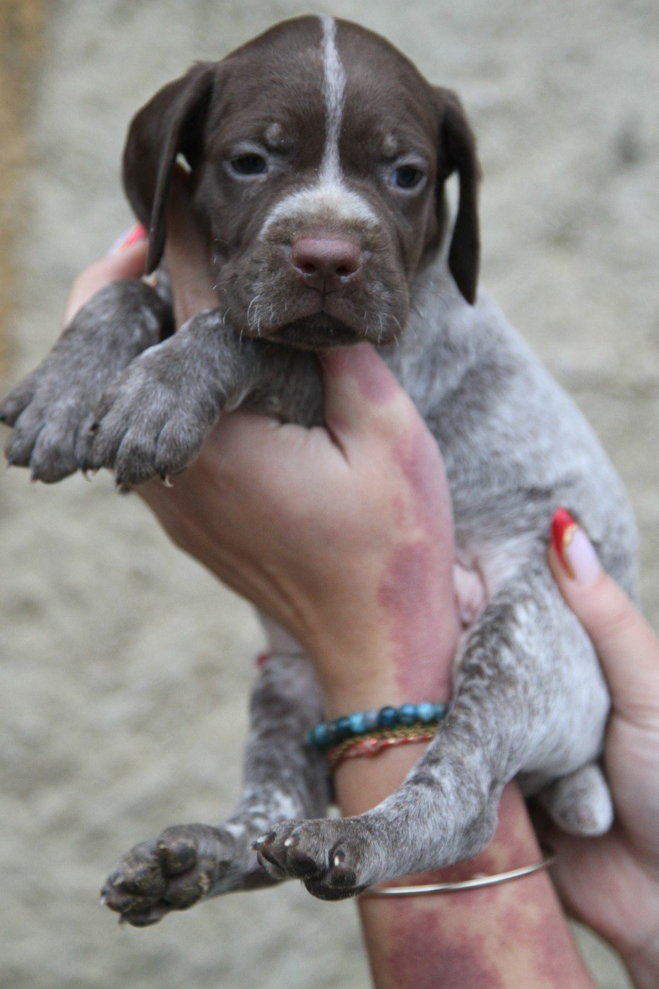 du Milobre de Bouisse - Chiots disponibles - Braque français, type Pyrenees (petite taille)