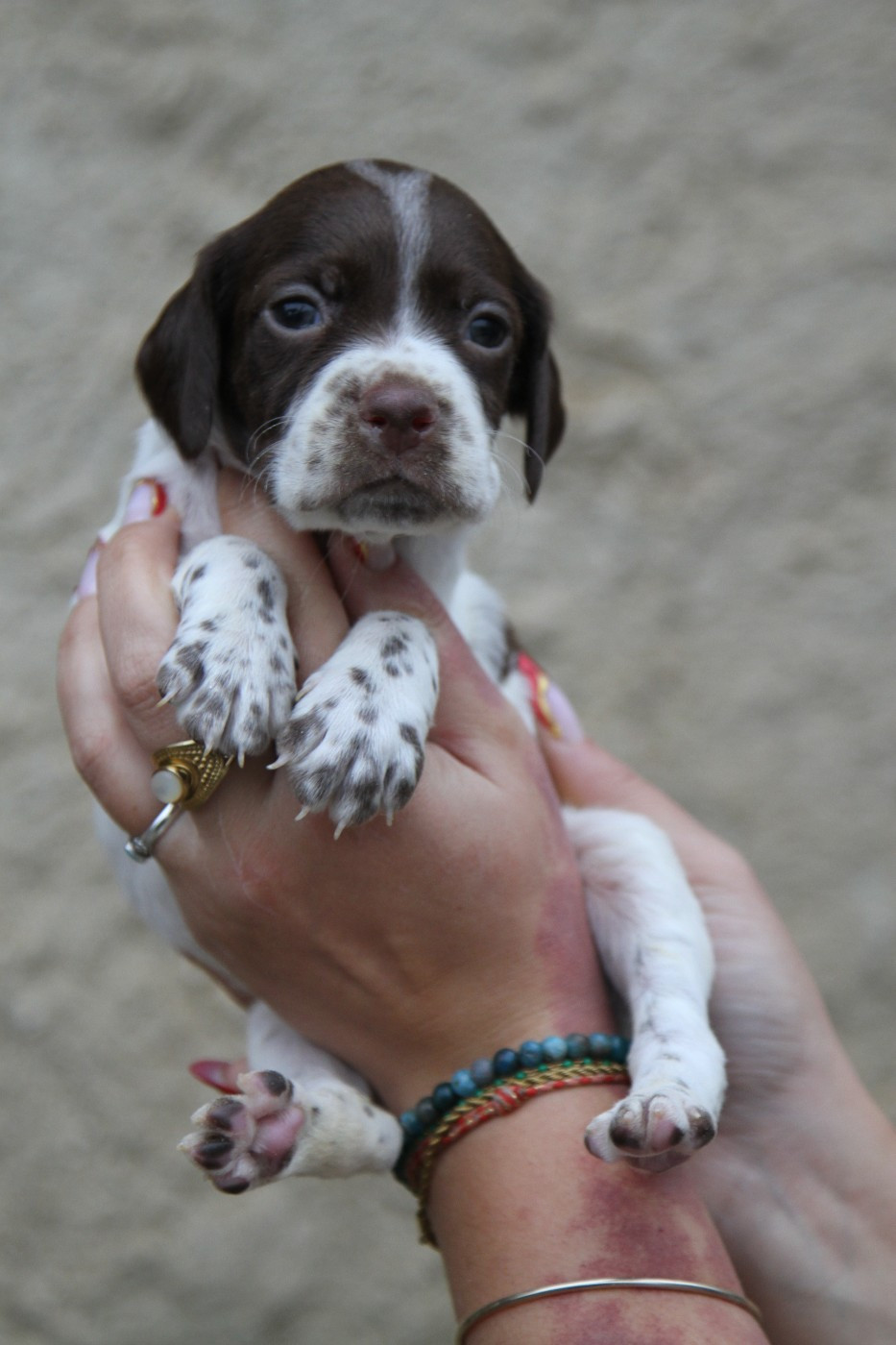 du Milobre de Bouisse - Chiots disponibles - Braque français, type Pyrenees (petite taille)