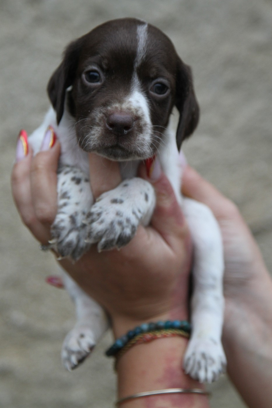 du Milobre de Bouisse - Chiots disponibles - Braque français, type Pyrenees (petite taille)