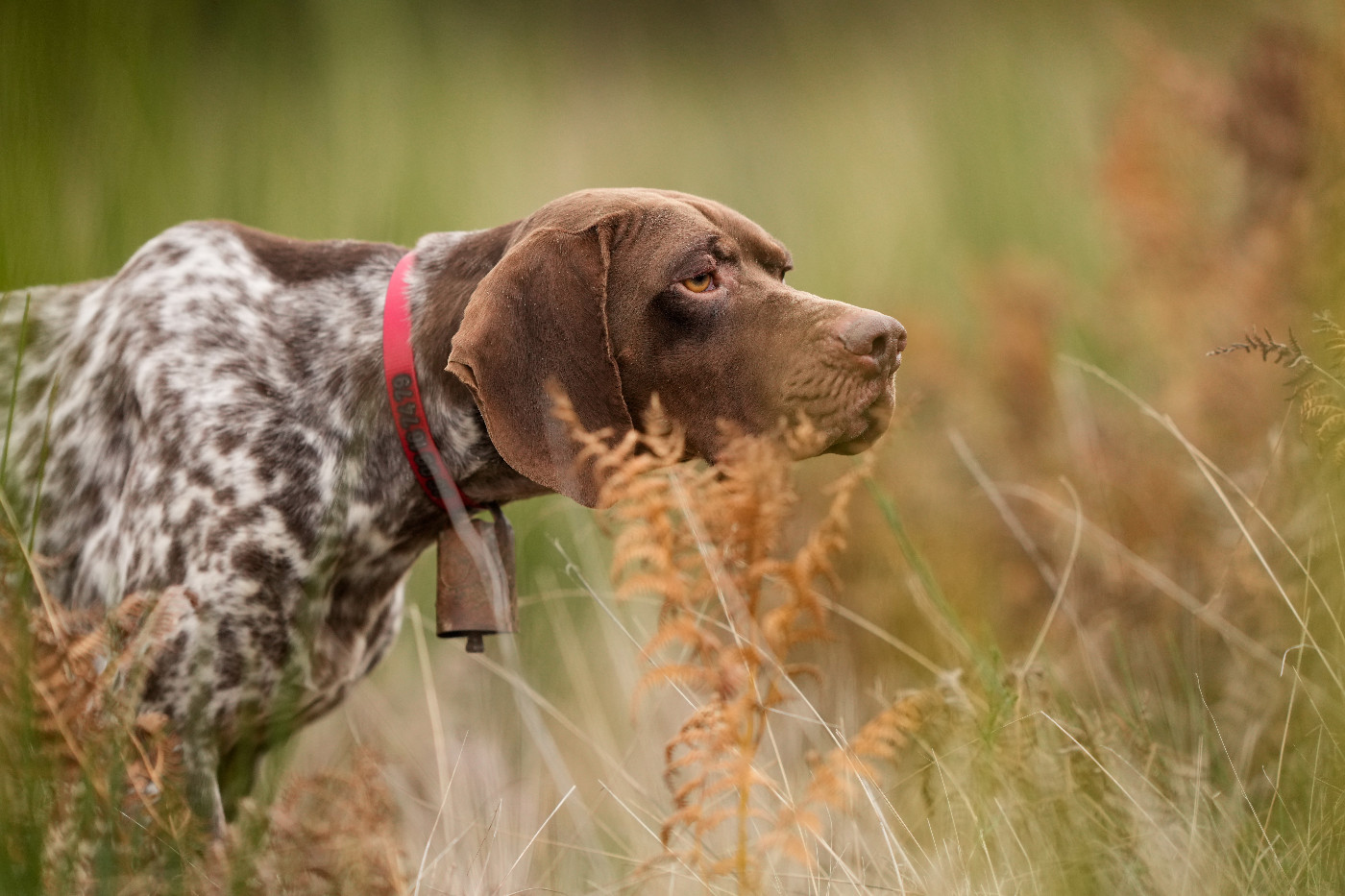 Chiot Braque français, type Pyrenees (petite taille) du Milobre de Bouisse