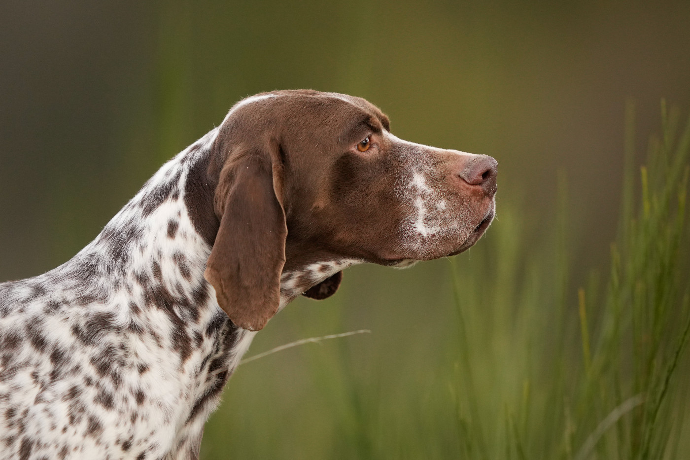 Chiot Braque français, type Pyrenees (petite taille) du Milobre de Bouisse
