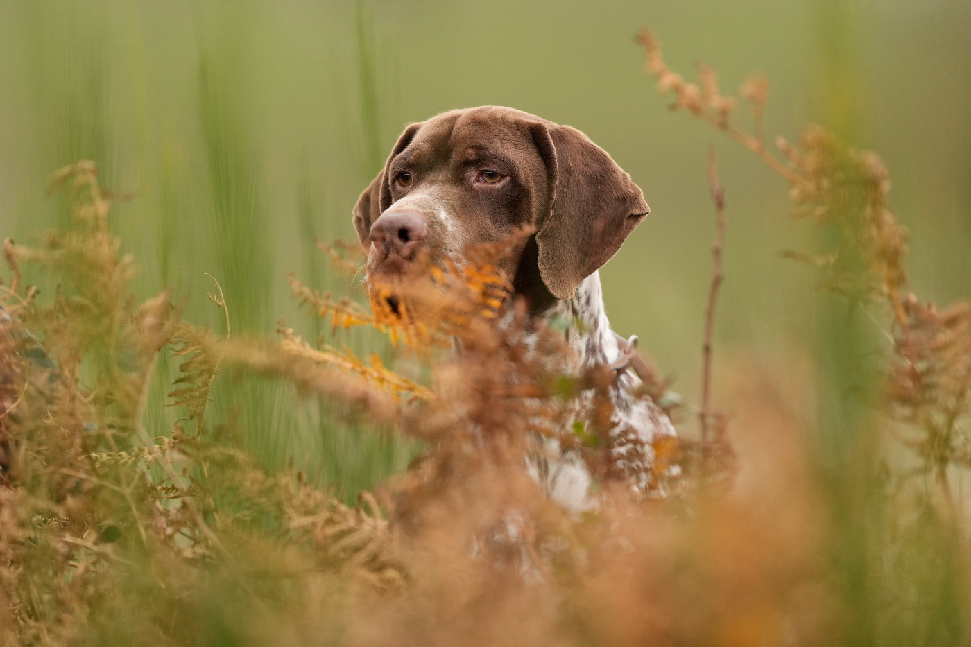 Chiot Braque français, type Pyrenees (petite taille) du Milobre de Bouisse