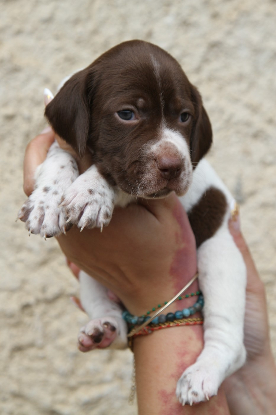 du Milobre de Bouisse - Chiots disponibles - Braque français, type Pyrenees (petite taille)