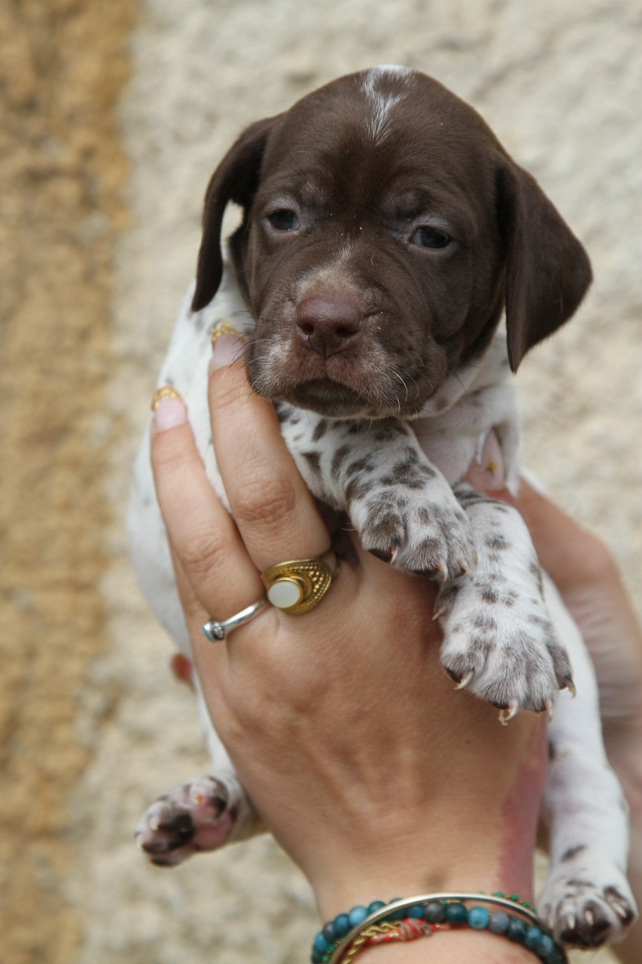 du Milobre de Bouisse - Chiots disponibles - Braque français, type Pyrenees (petite taille)