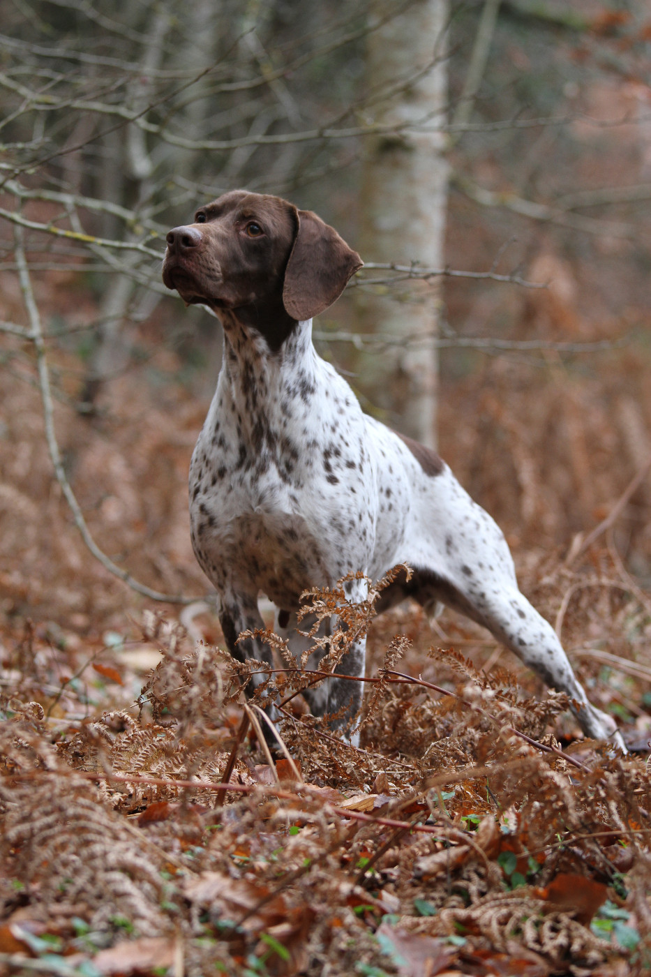 du Milobre de Bouisse - Braque français, type Pyrenees (petite taille) - Portée née le 03/04/2026