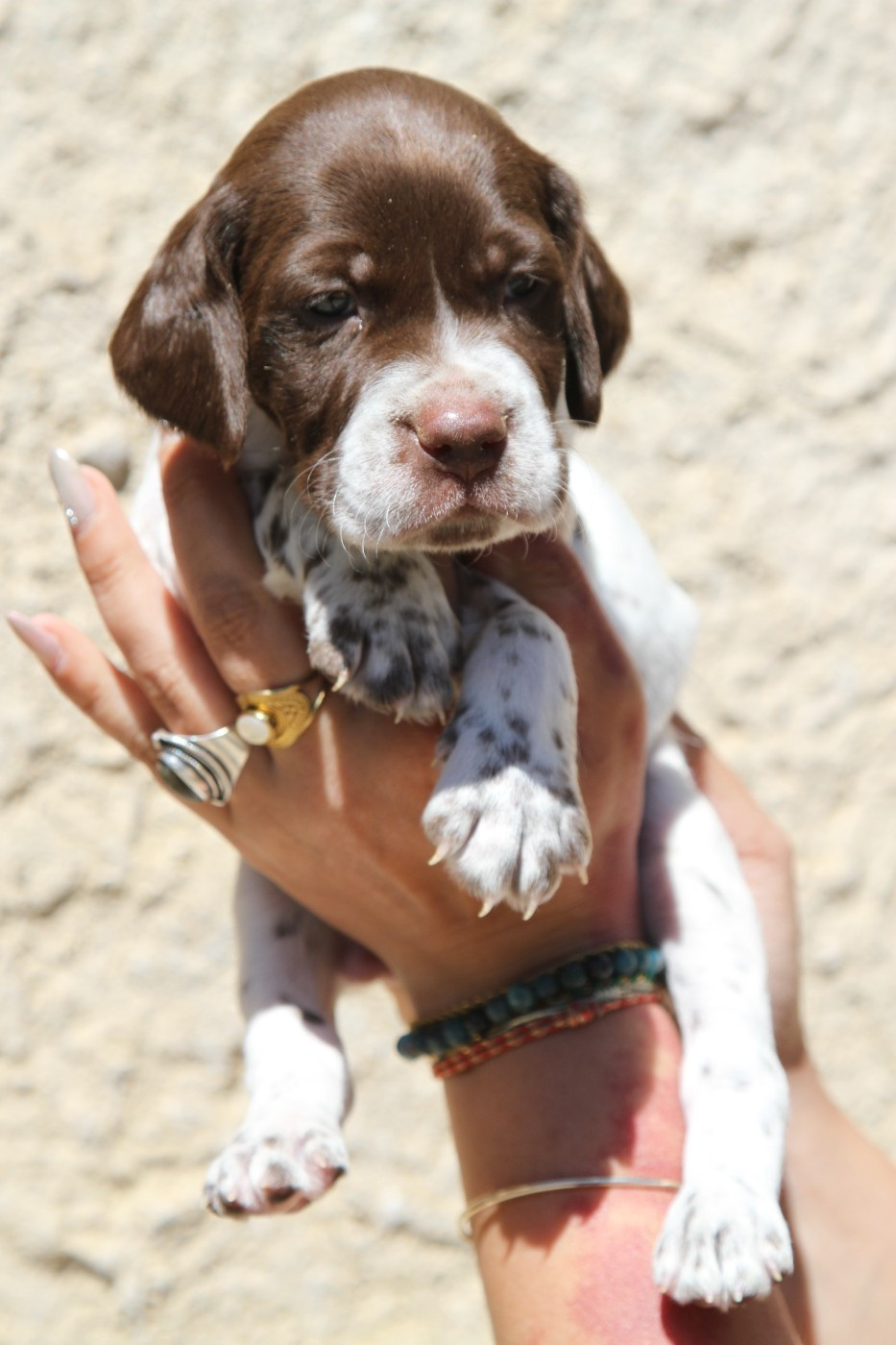du Milobre de Bouisse - Chiots disponibles - Braque français, type Pyrenees (petite taille)