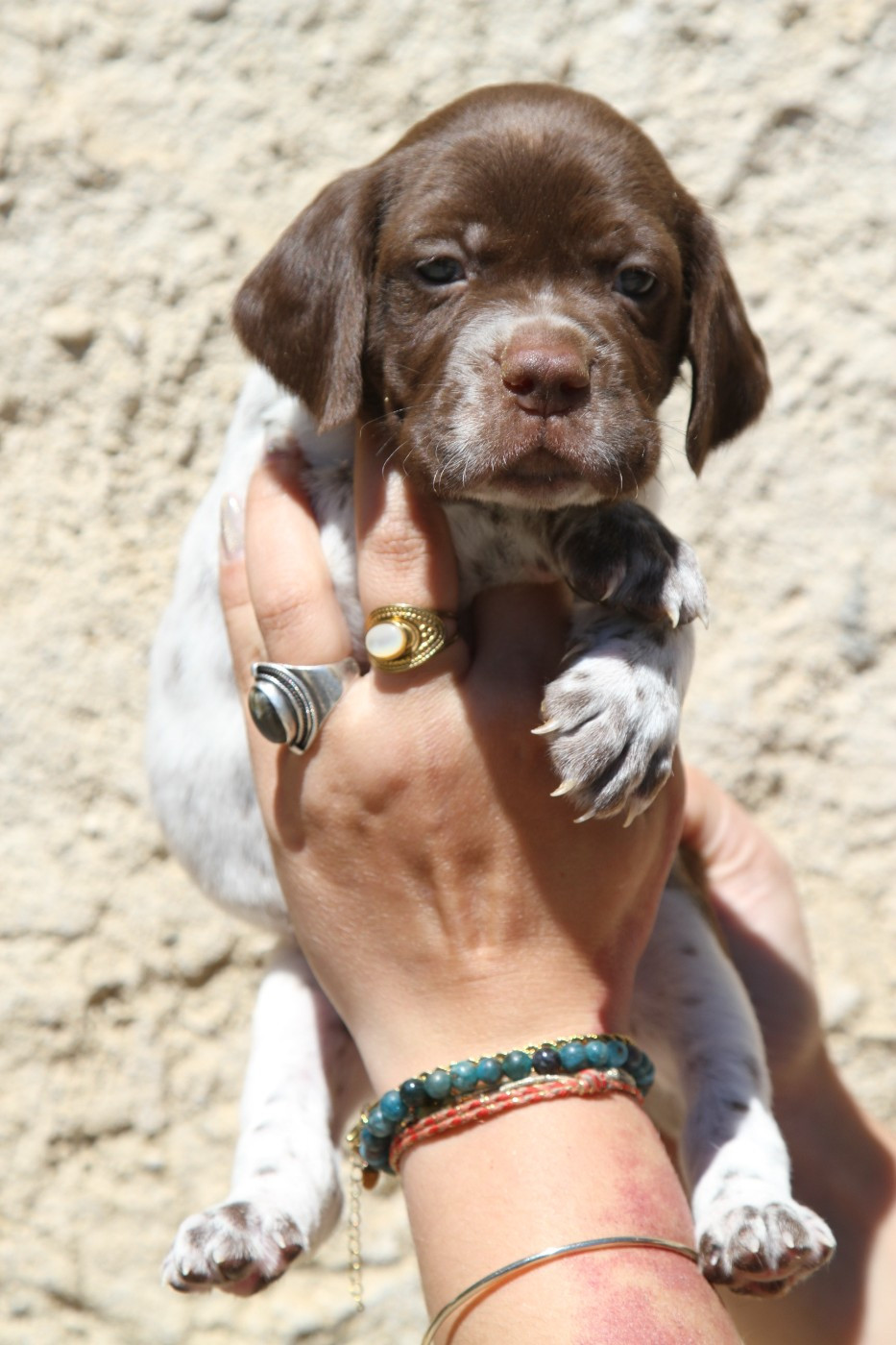 du Milobre de Bouisse - Chiots disponibles - Braque français, type Pyrenees (petite taille)