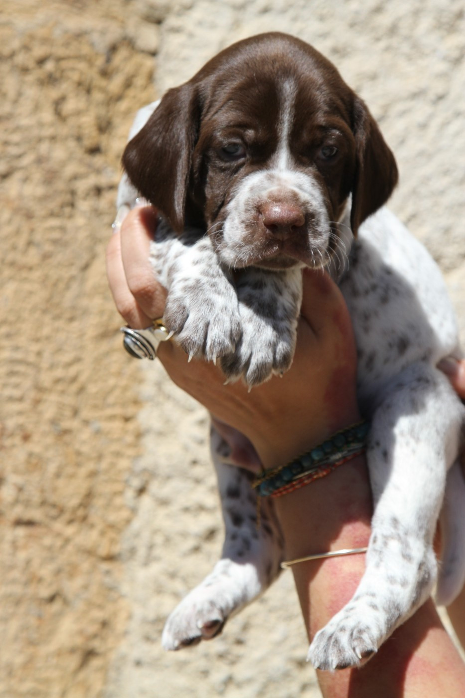 du Milobre de Bouisse - Chiots disponibles - Braque français, type Pyrenees (petite taille)