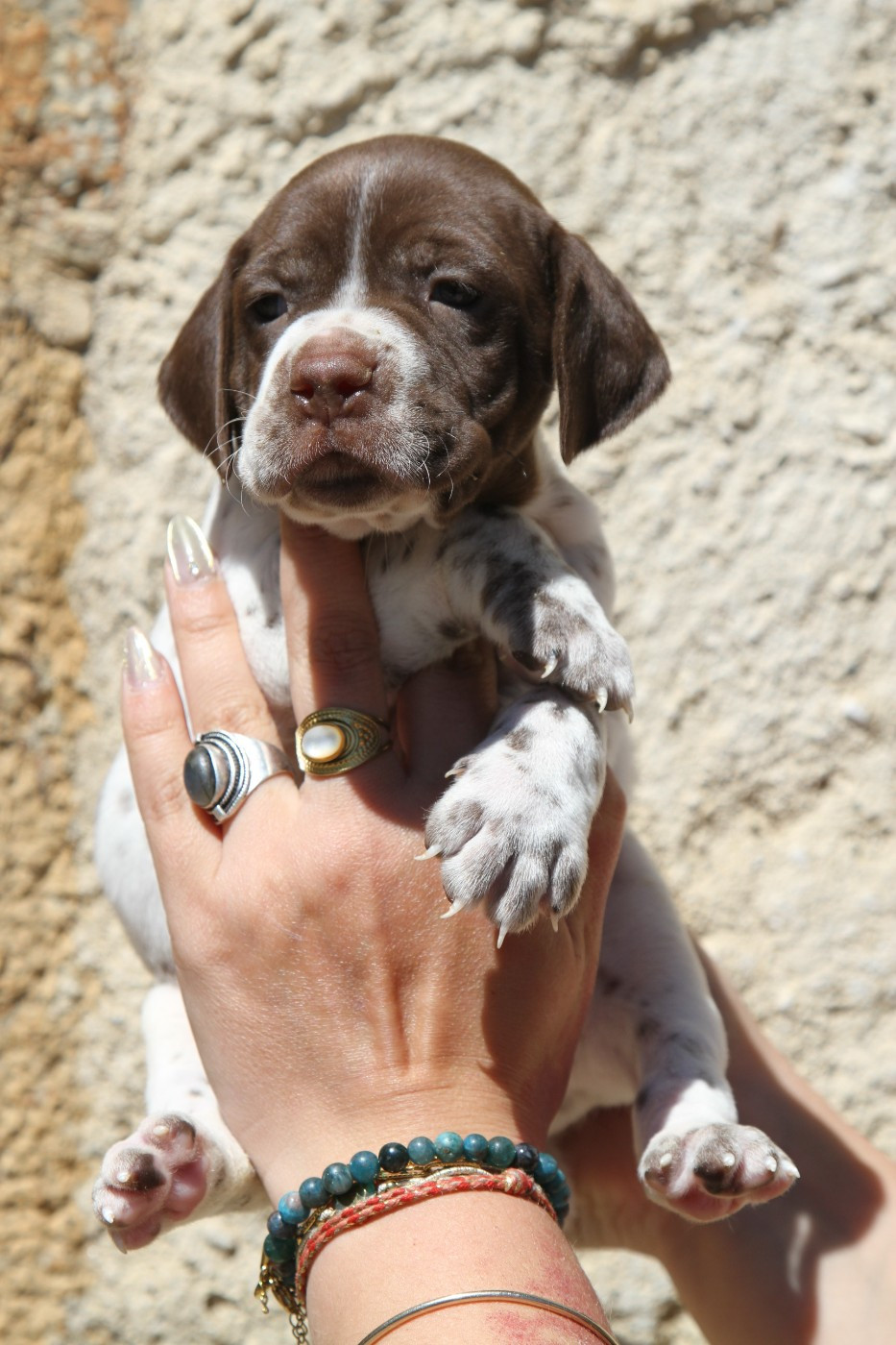 du Milobre de Bouisse - Chiots disponibles - Braque français, type Pyrenees (petite taille)