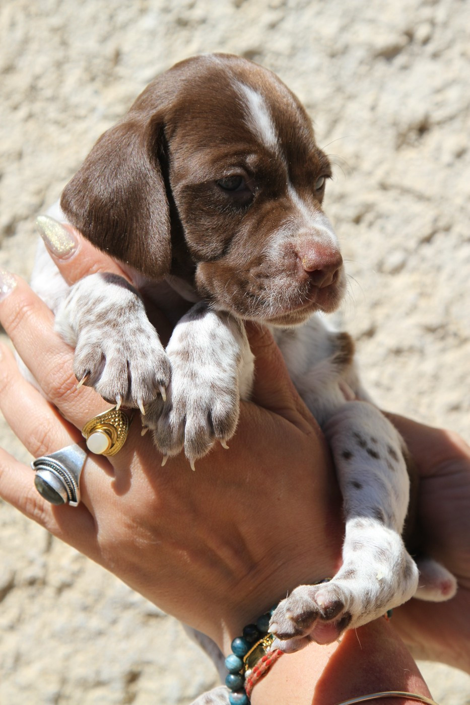 du Milobre de Bouisse - Chiots disponibles - Braque français, type Pyrenees (petite taille)