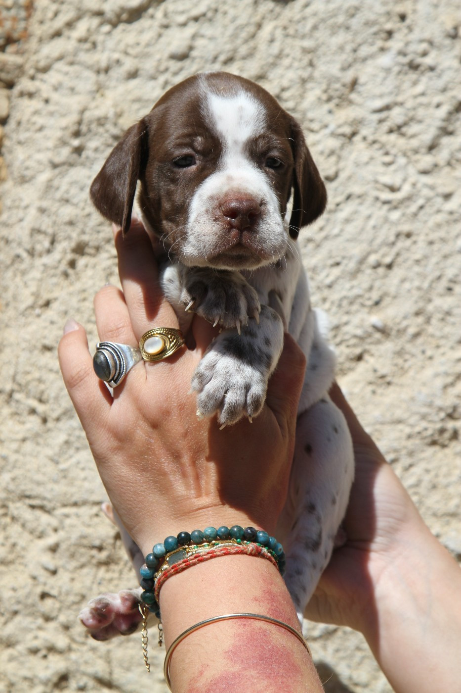 du Milobre de Bouisse - Chiots disponibles - Braque français, type Pyrenees (petite taille)