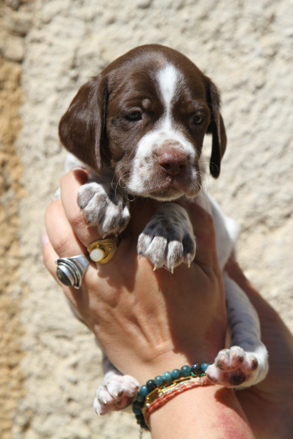 du Milobre de Bouisse - Chiots disponibles - Braque français, type Pyrenees (petite taille)