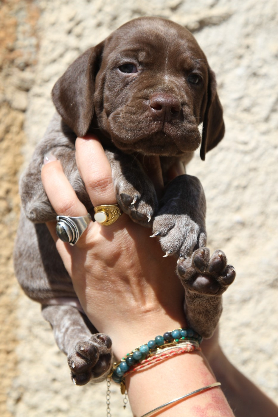 du Milobre de Bouisse - Chiots disponibles - Braque français, type Pyrenees (petite taille)