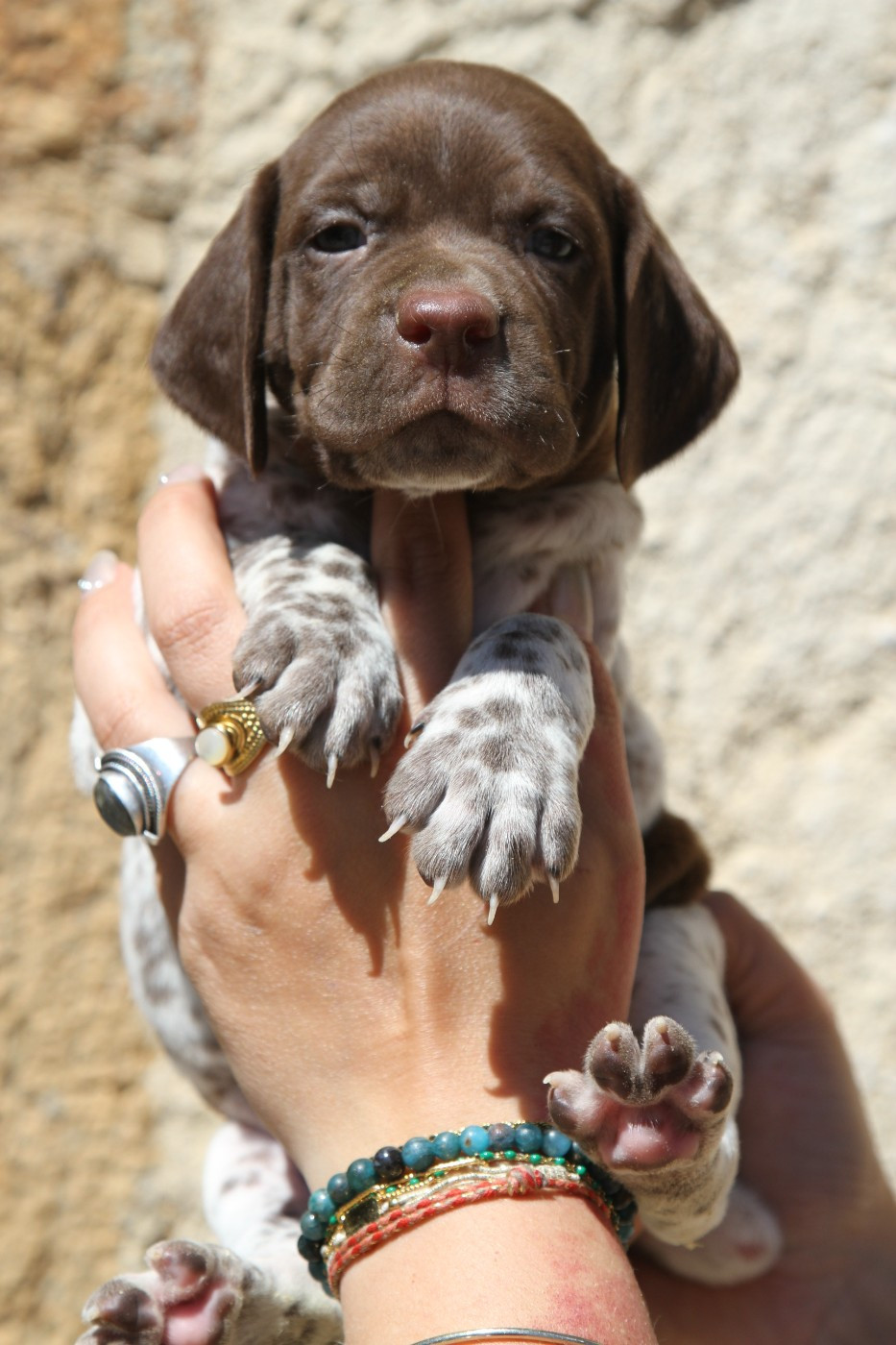 du Milobre de Bouisse - Chiots disponibles - Braque français, type Pyrenees (petite taille)