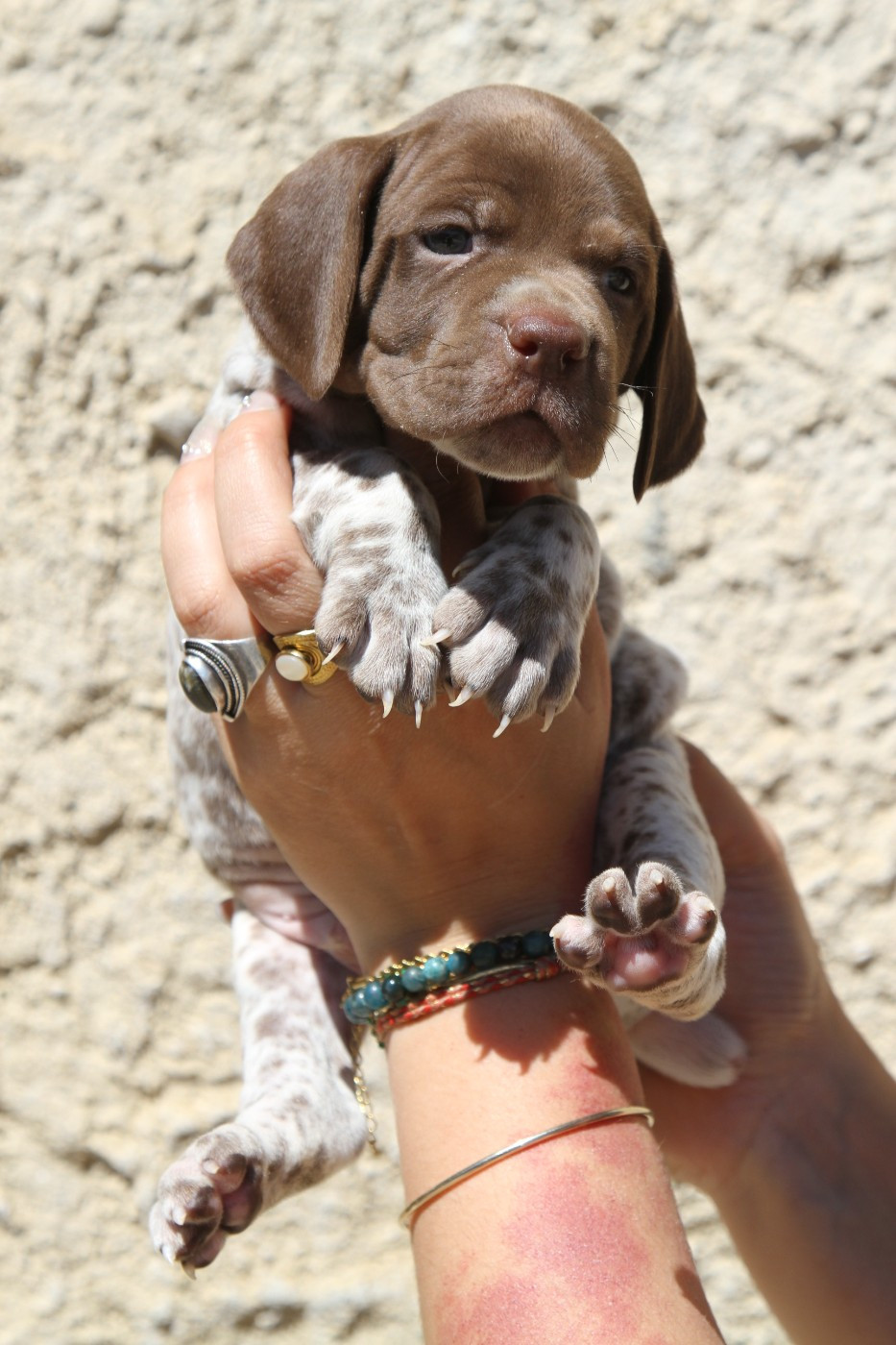 du Milobre de Bouisse - Chiots disponibles - Braque français, type Pyrenees (petite taille)