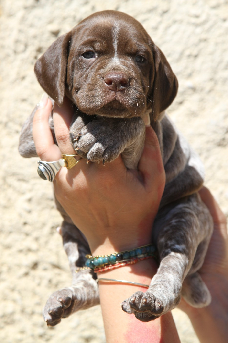 du Milobre de Bouisse - Chiots disponibles - Braque français, type Pyrenees (petite taille)