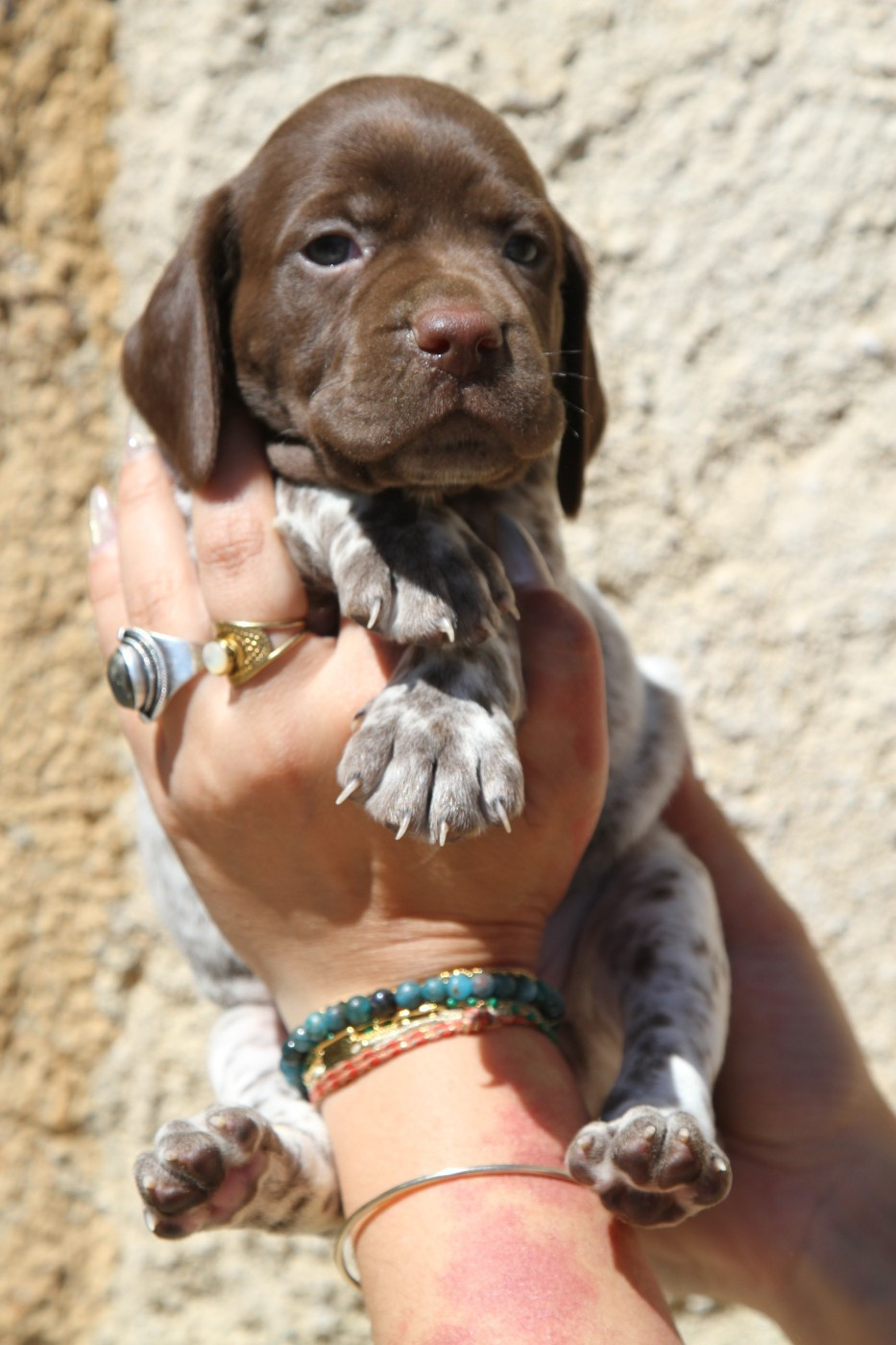 du Milobre de Bouisse - Chiots disponibles - Braque français, type Pyrenees (petite taille)