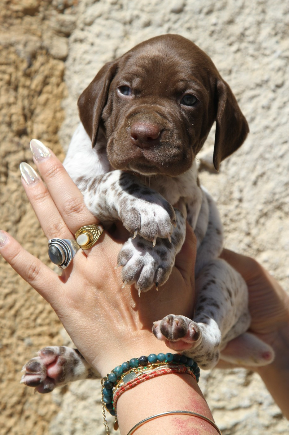 du Milobre de Bouisse - Chiots disponibles - Braque français, type Pyrenees (petite taille)
