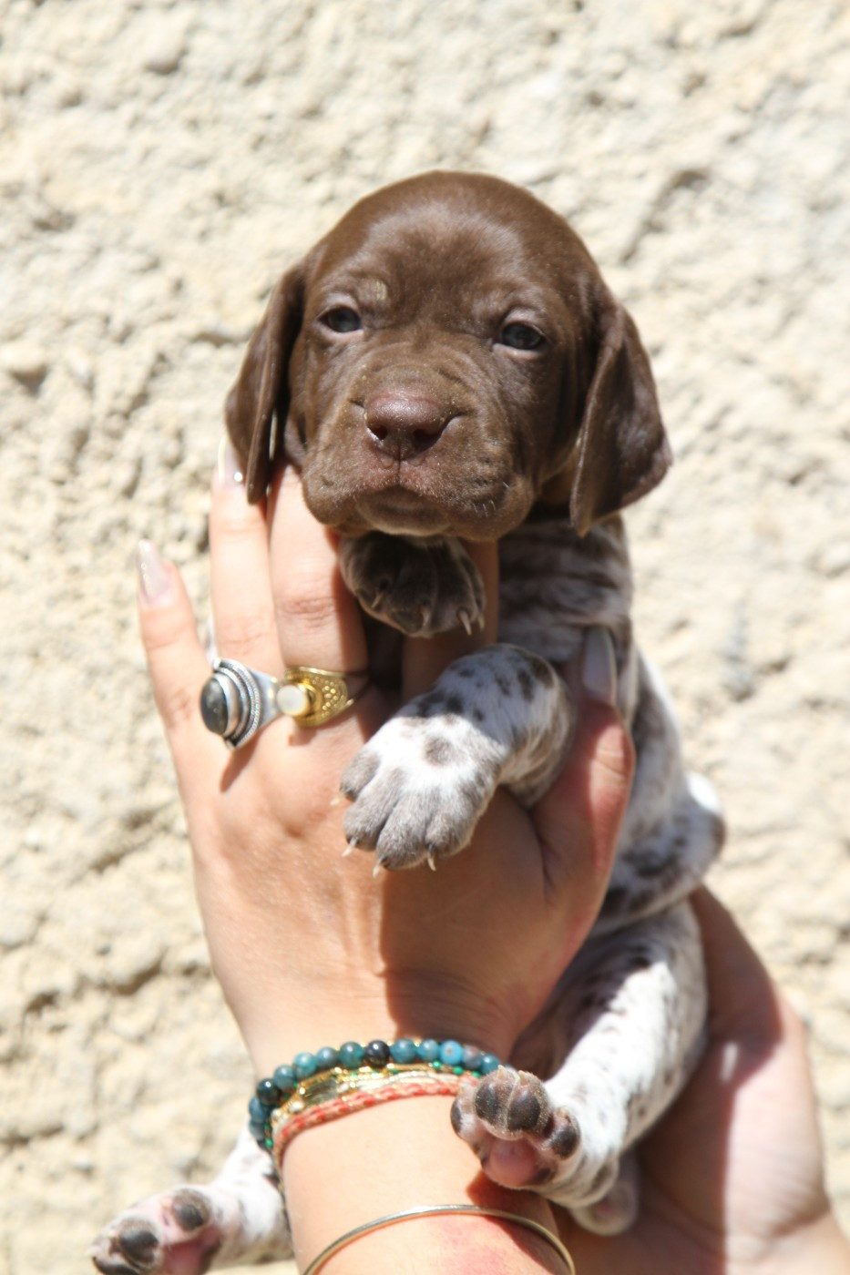 du Milobre de Bouisse - Chiots disponibles - Braque français, type Pyrenees (petite taille)