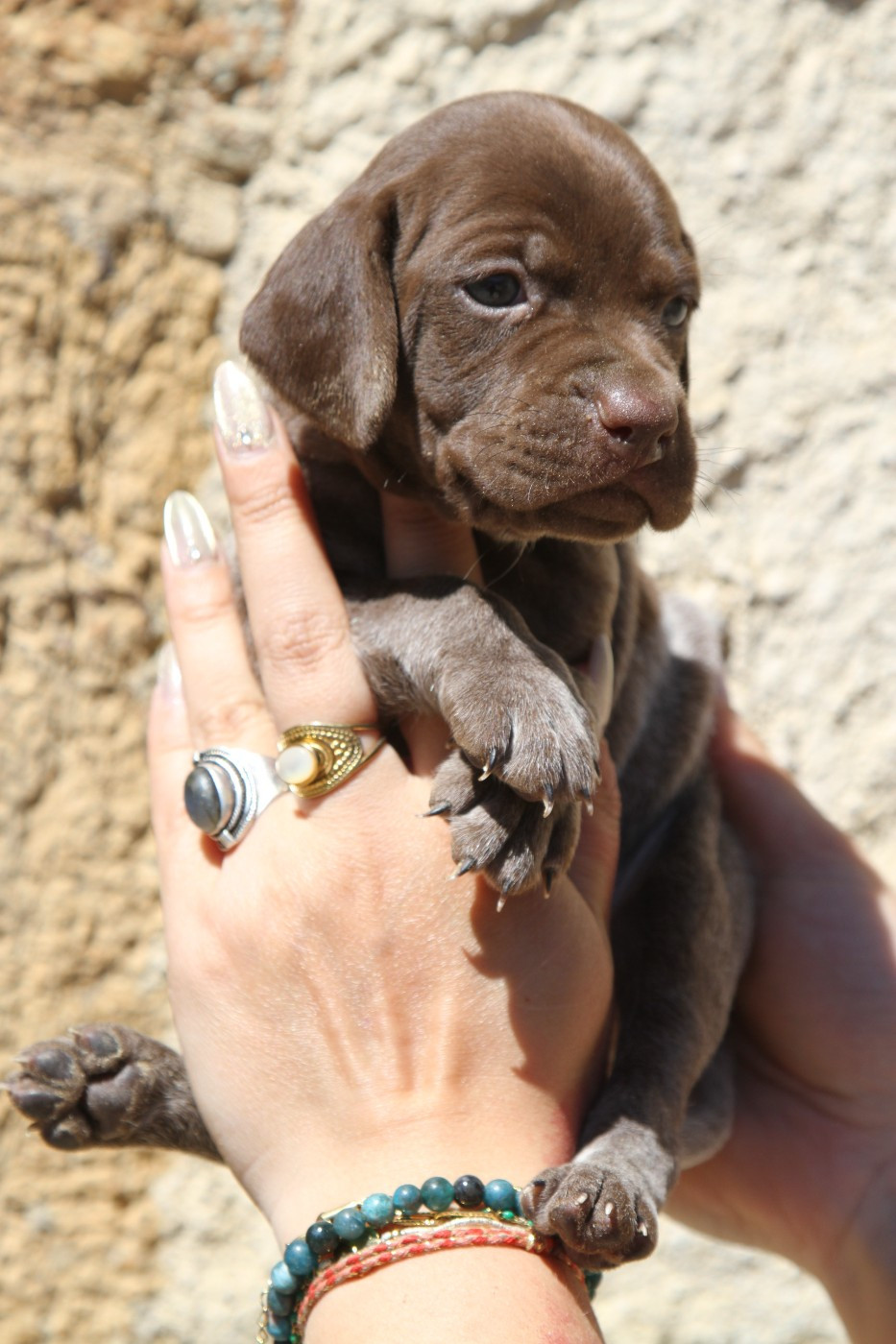 du Milobre de Bouisse - Chiots disponibles - Braque français, type Pyrenees (petite taille)