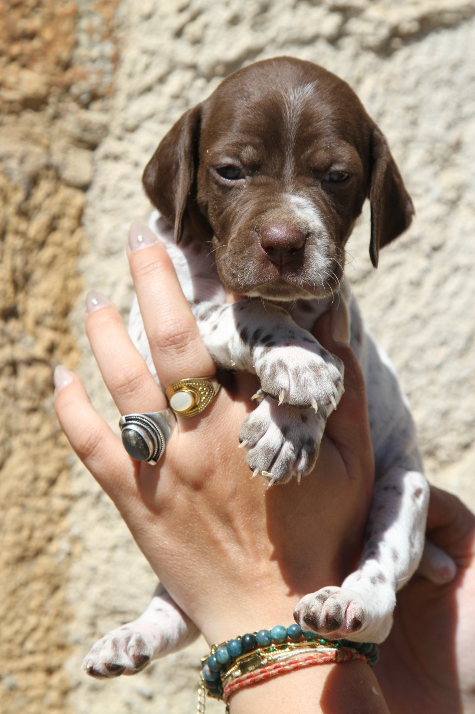 du Milobre de Bouisse - Chiots disponibles - Braque français, type Pyrenees (petite taille)