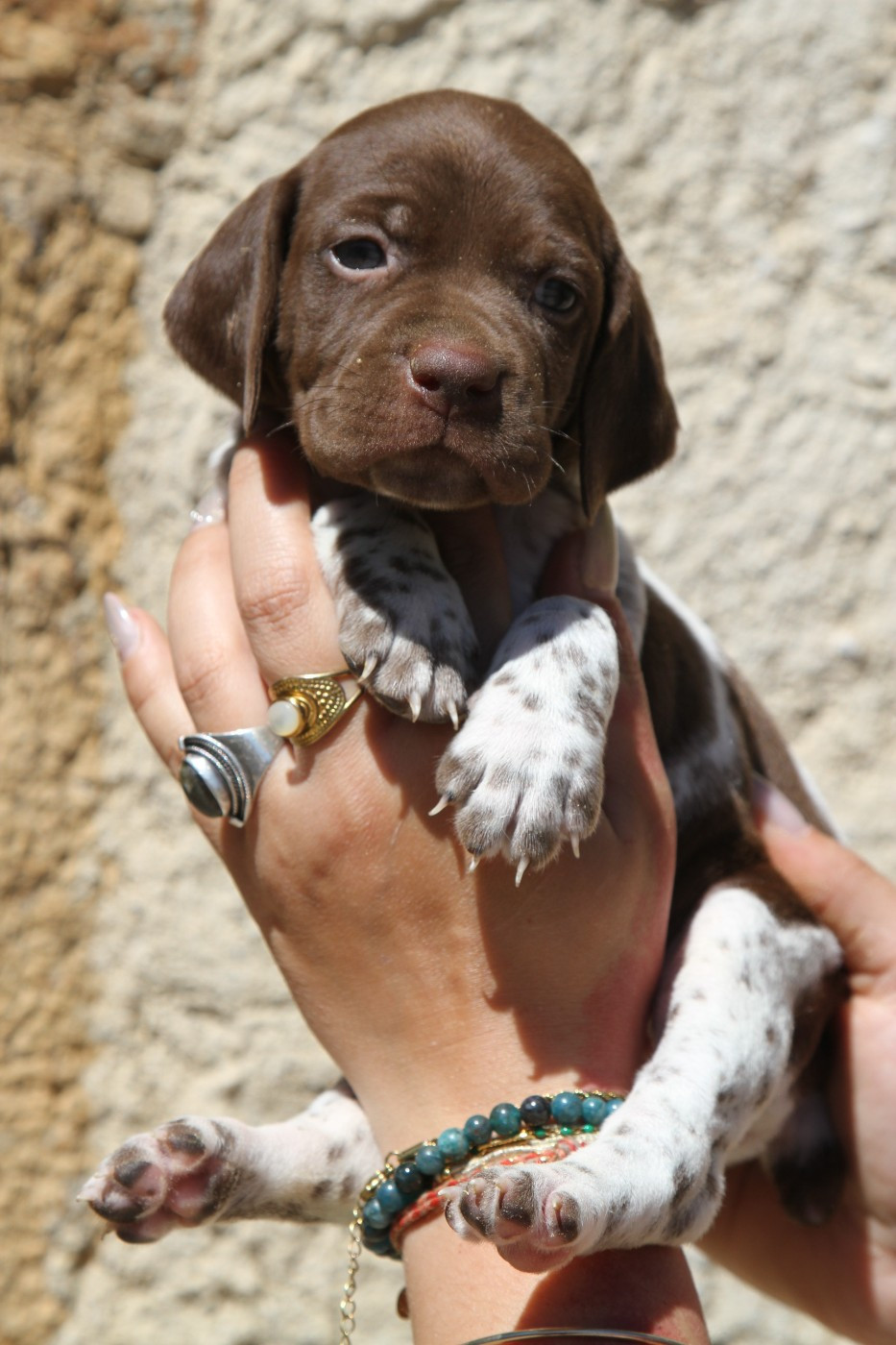 du Milobre de Bouisse - Chiots disponibles - Braque français, type Pyrenees (petite taille)