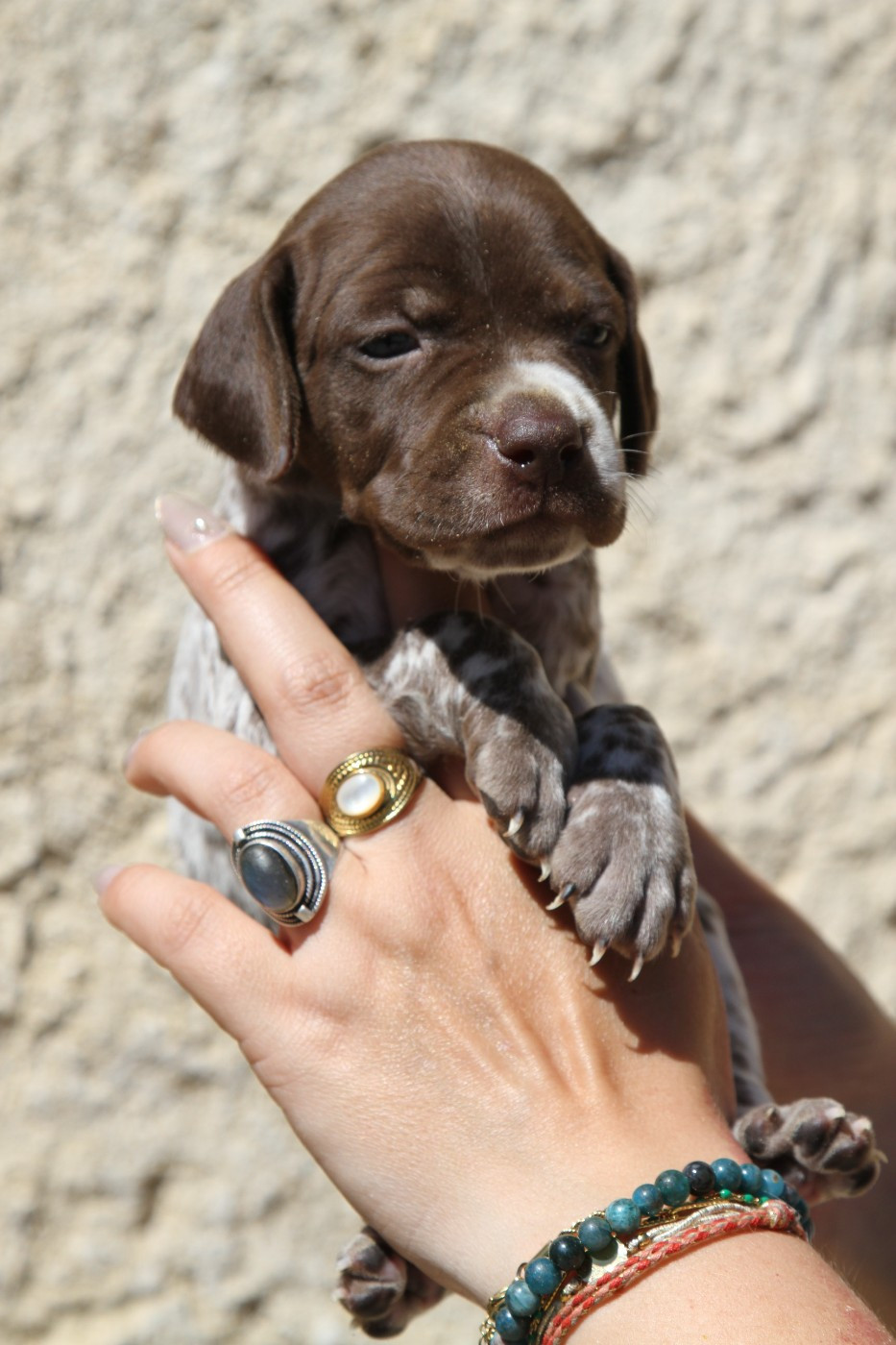 du Milobre de Bouisse - Chiots disponibles - Braque français, type Pyrenees (petite taille)